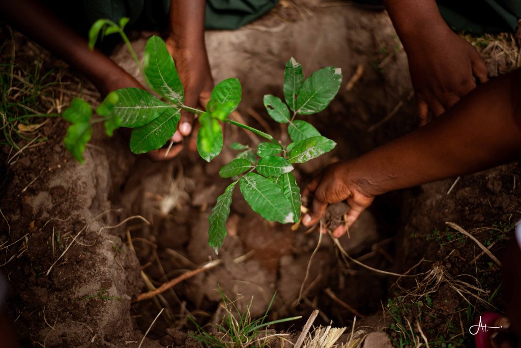 Tree planting at Matosa Secondary School